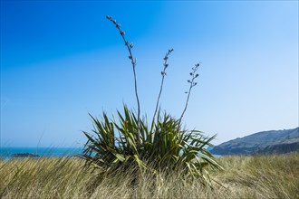 Aloe plant on Shell beach
