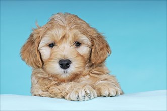 Havanese