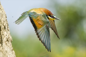 Bee-eater (Merops apiaster) at take-off