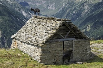 Goat (Capra) on the roof of an old stone hut near the Alpe Corte del Sasso