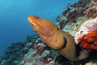 Giant moray (Gymnothorax javanicus) looks from rift in the coral reef