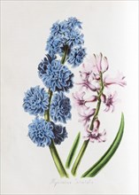 Garden Hyacinth (Hyacinthus orientalis)