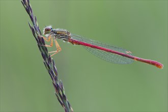 Small red damselfly (Ceriagrion tenellum) on a blade of grass