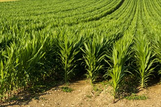 Field of maize