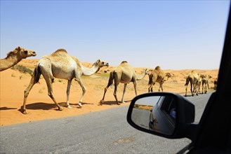 Camels cross the road