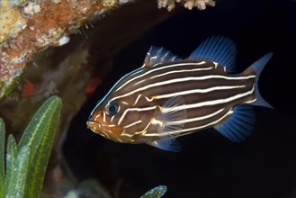 Sixline Soapfish (Grammistes sexlineatus)