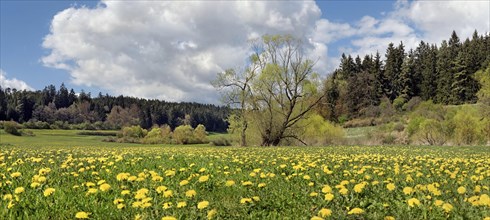 Dandelion meadow in the Morsbachtal