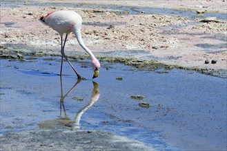 James's flamingo (Phoenicoparrus jamesi) foraging in shallow salt lake