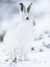 Mountain hare (Lepus timidus) sitting in snow