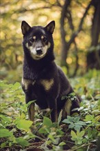Shiba Inu (Canis lupus familiaris) sitting in the forest