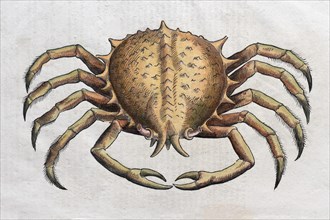 Crab (Brachyura)
