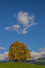 Linden tree (Tilia) with autumn colouring