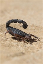 Transvaal thick-tailed scorpion (Parabuthus transvaalicus) in Sand Desert