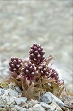 Butterbur (Petasites hybridus) grows on gravel