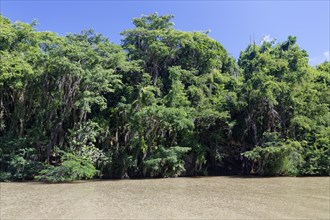 Mangrove forest on the Yuma River