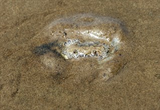 European green crab (Carcinus maenas) hides in the sand