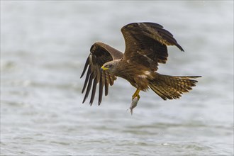 Black kite (Milvus migrans) in flight with fish as prey