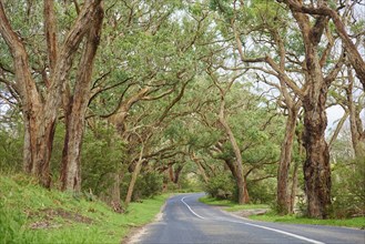 Road through a Gum tree forest (Eucalyptus)
