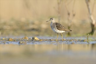 Wood sandpiper (Tringa glareola) in the shallow water of an abandoned gravel pit