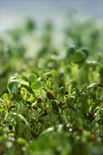 Watercress sprouts (Nasturtium officinale)