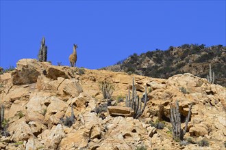 Guanaco (Lama guanicoe) on a hill