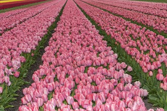 Field with pink tulips of the variety Mystic Van Eijk in the bulb field area Bollenstreek