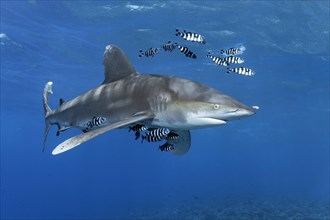 Oceanic whitetip shark (Carcharhinus longimanus) surrounded by Pilot Fishes (Naucrates ductor) floats in the open sea