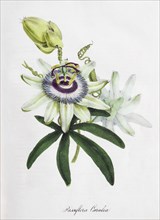 Passion-flower (Passiflora)