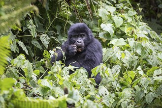 Young Mountain gorilla (Gorilla beringei beringei) sits in the bush and feeds