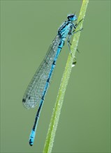 Azure damselfly (Coenagrion puella) sits on grass covered with morning dew