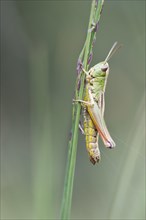 Meadow grasshopper (Chorthippus parallelus) on a blade of grass
