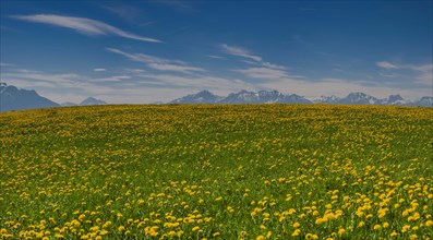 Blooming Dandelion meadow (Taraxacum)