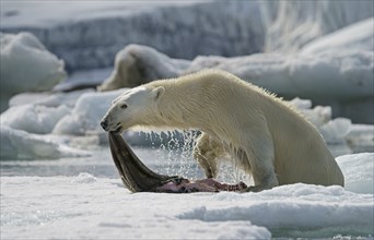 Polar bear (Ursus maritimus) with a captured seal skin rising out of the water
