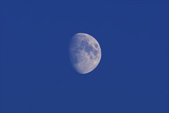 Increasing moon in the blue evening sky