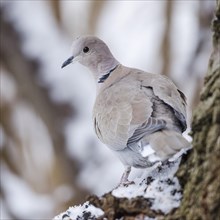 Eurasian Collared Dove (Streptopelia decaocto) standing on a tree trunk in winter