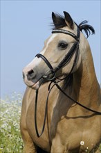 Welsh Pony