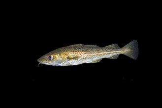 Atlantic cod (Gadus morhua) in the night