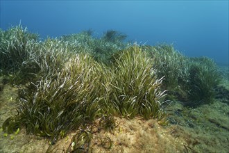 Neptune Grass (Posidonia oceanica)