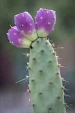 Engelmann's Prickly Pear (Opuntia engelmannii) with pink cactus fruits