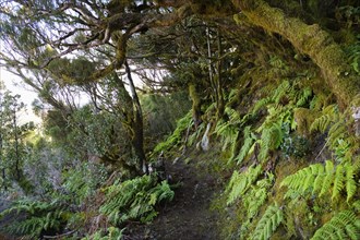 Fern on the forest path in the cloud forest