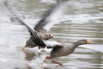 Greylag goose (Anser anser) pursues rivals flying over water