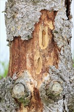 Feeding marks of a woodpecker (Dendrocopos major) on a tree trunk