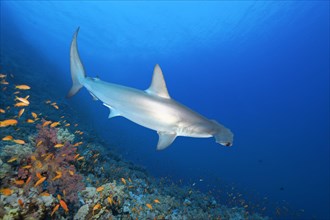 Scalloped Hammerhead (Sphyrna lewini) floats over coral reef