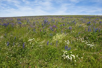 Flowering meadow with Lupins (Lupinus) and Cranesbill (Geranium)