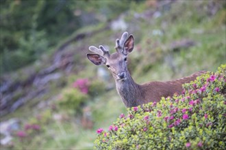 Red deer (Cervus elaphus)