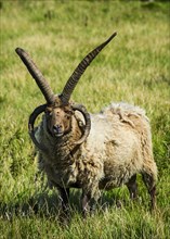 Four-horned Manx Loaghtan sheep (Ovis aries)