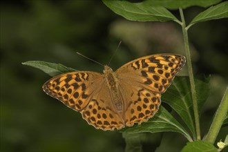 Silver-washed fritillary (Argynnis paphia) with open wings