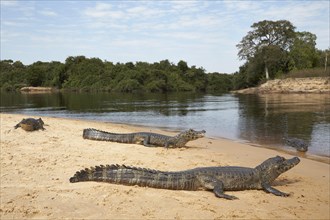 Yacare caimans (Caiman yacare) on a sand bank at the Rio Negro at Barranco Alto
