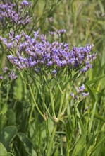 Blooming common sea lavender (Limonium vulgare)