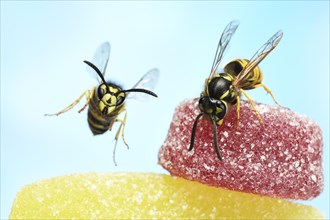 Wasps (Vespula vulgaris) on sweets